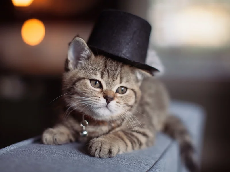 котёнок, маленький, цилиндр на голове