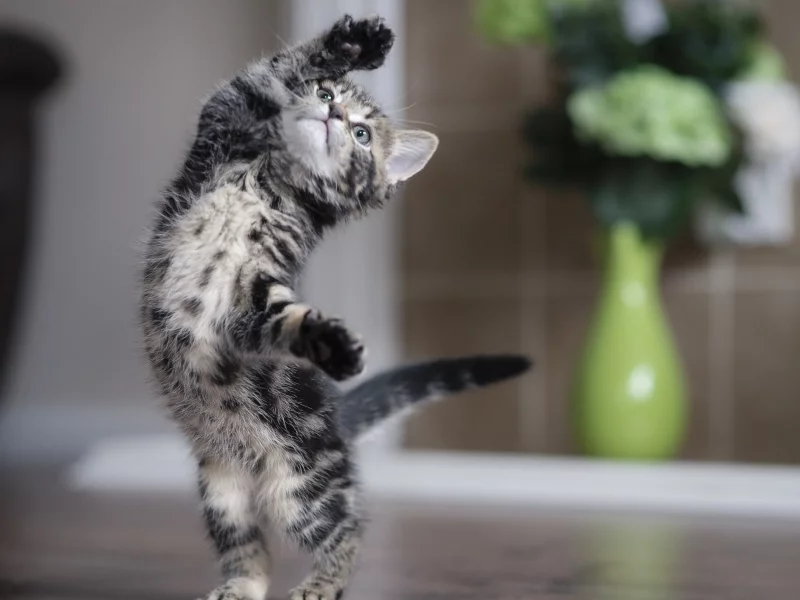 котёнок, маленький