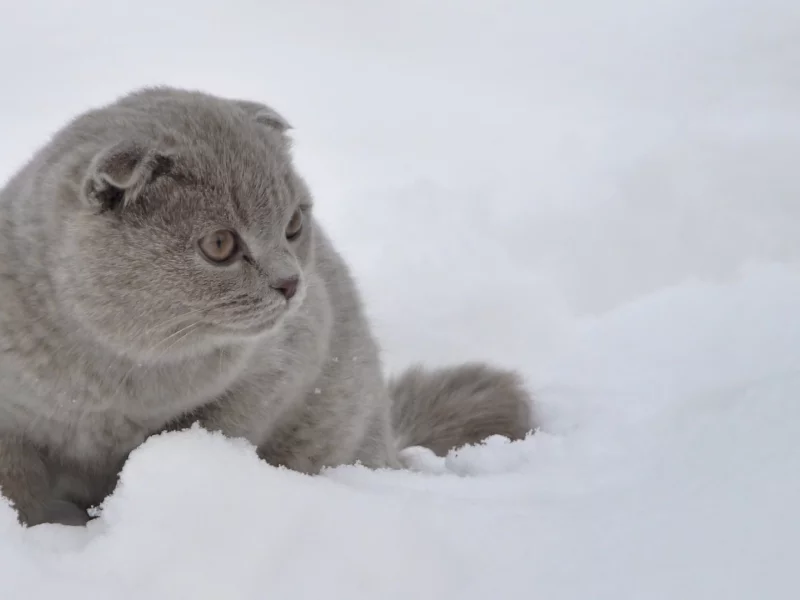 кот, животное, снег, зима