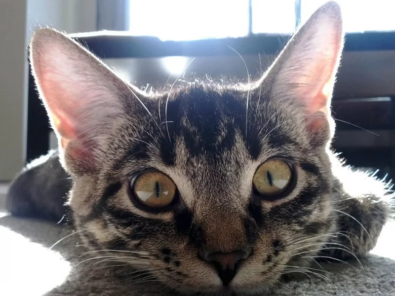 кот, глаза