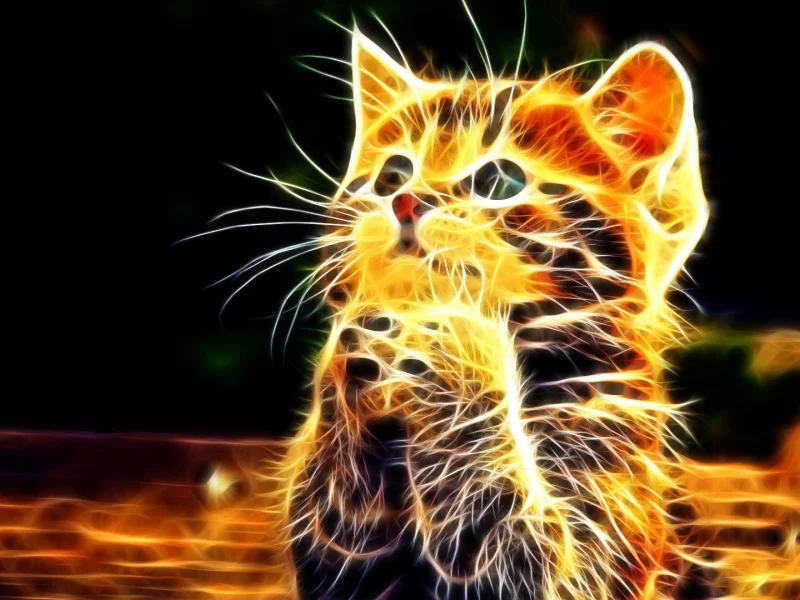 кот, котенок, милый