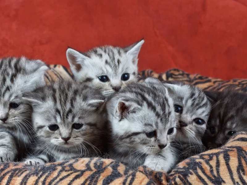 котята, животные, маленькие
