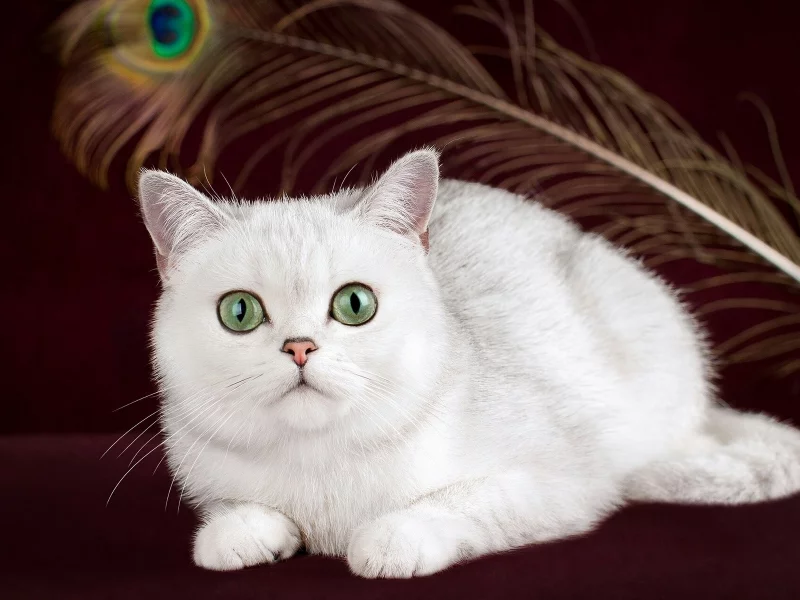 кошка белая, взгляд
