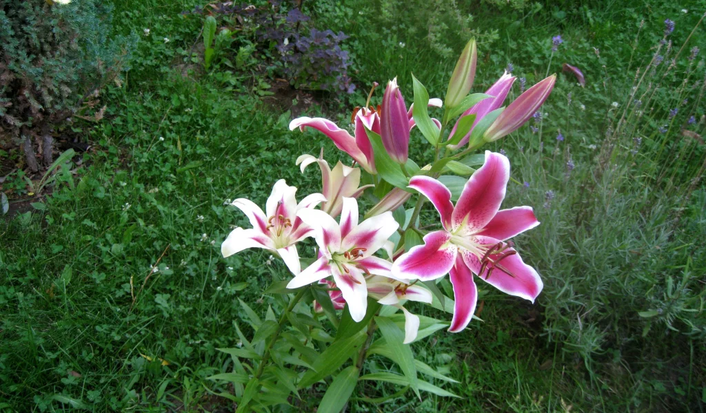lilii, dve, ryadom