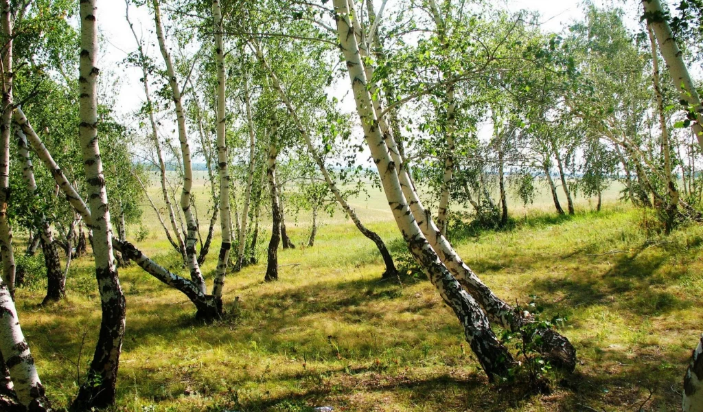 берёзовая роща, пейзаж