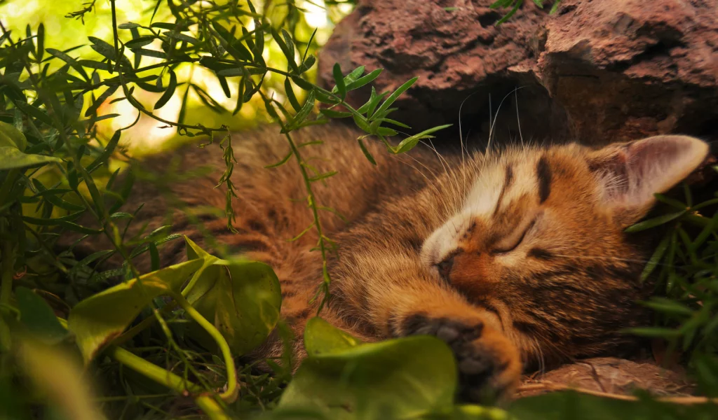 кот, спит в траве