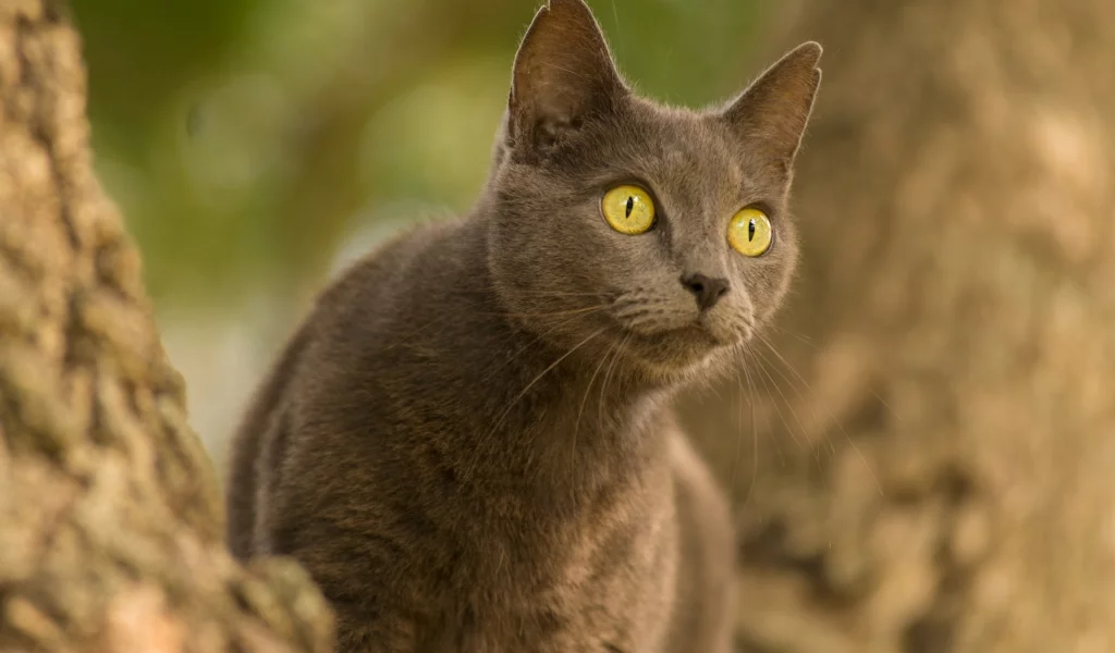 кот, взгляд, животное