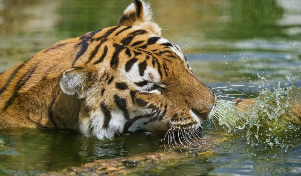 тигр, хищник, плывёт в воде