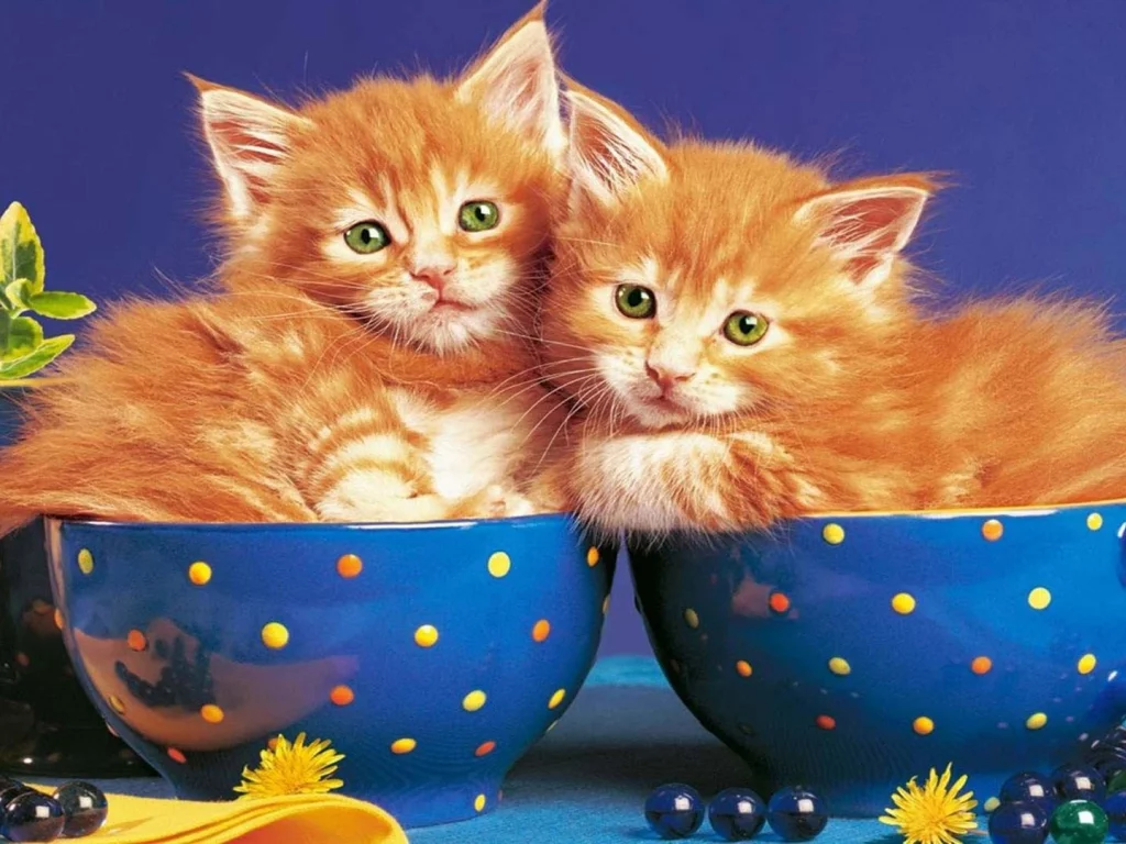 котята рыжие, лежат в кружке