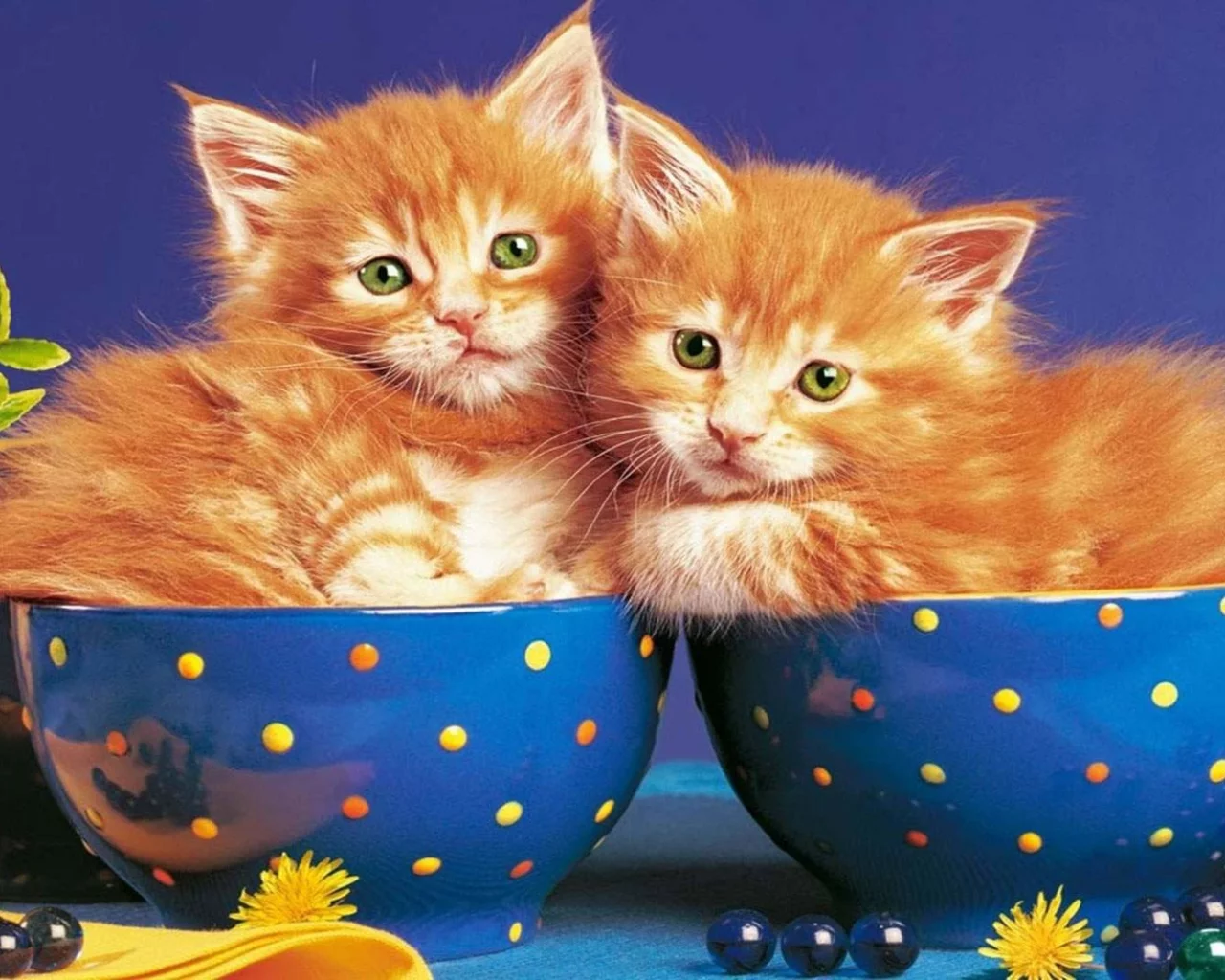 котята рыжие, лежат в кружке