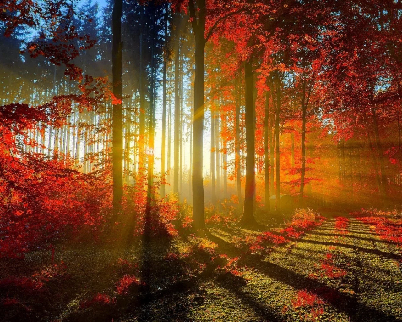 природа, лес, деревья