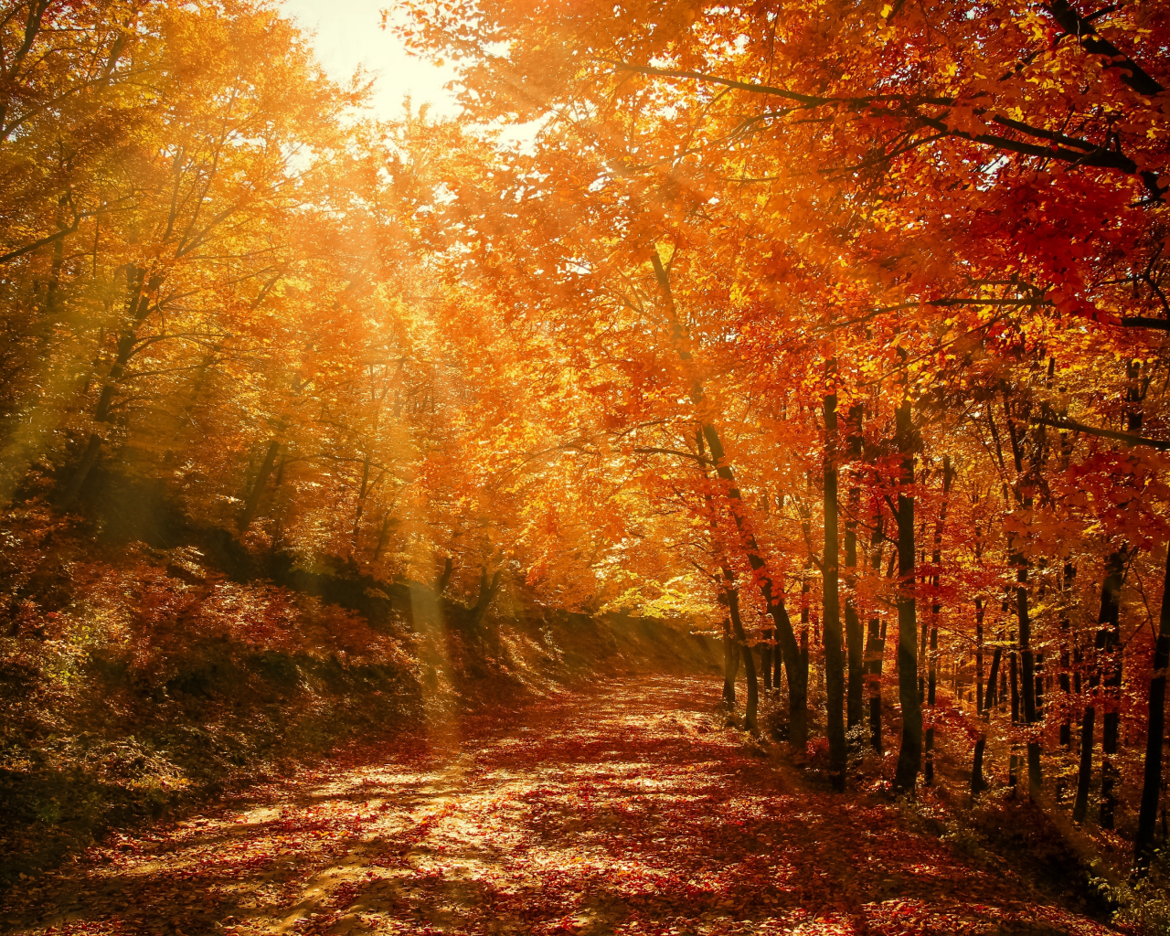 природа, осень, лес, деревья