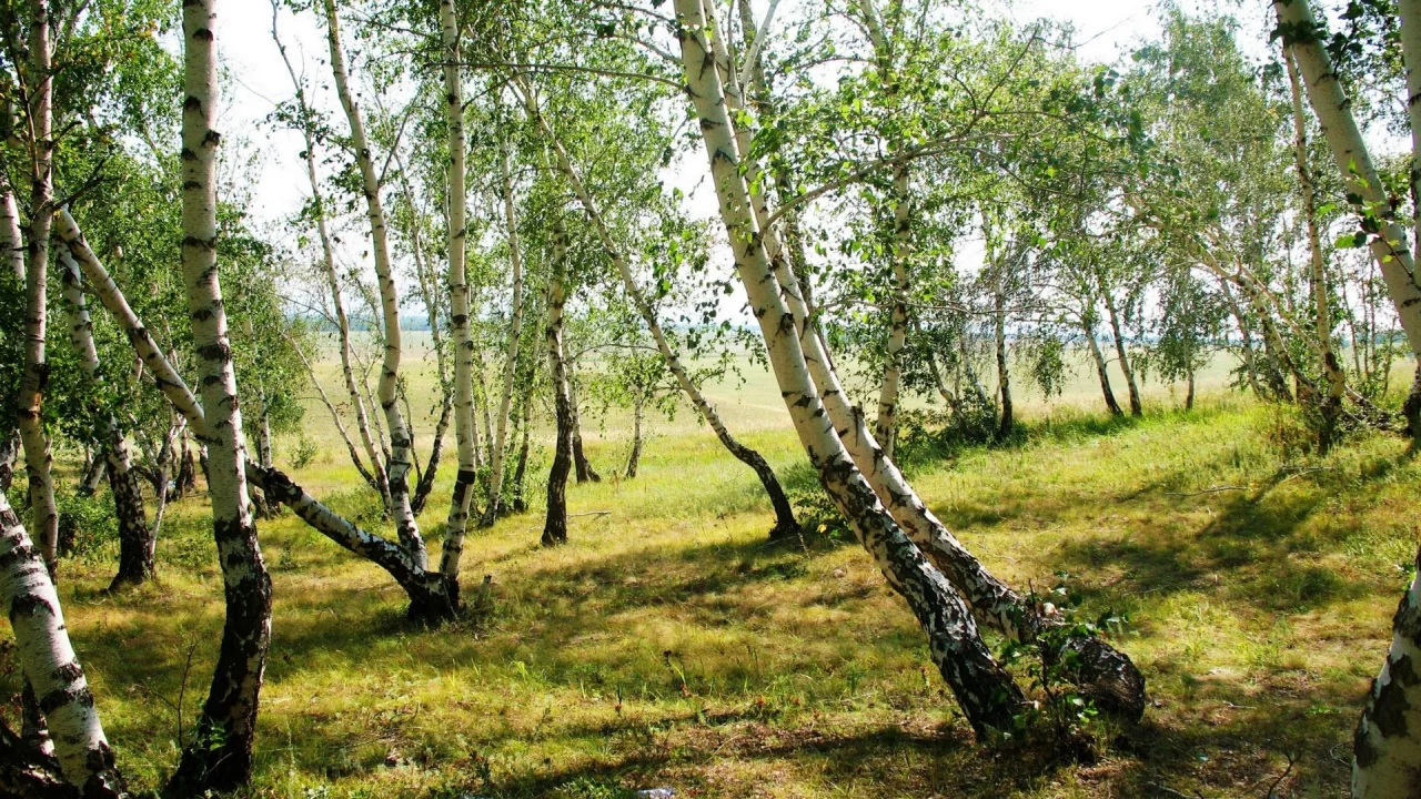 берёзовая роща, пейзаж