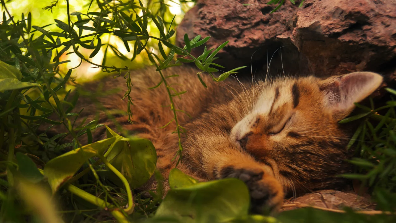 кот, спит в траве