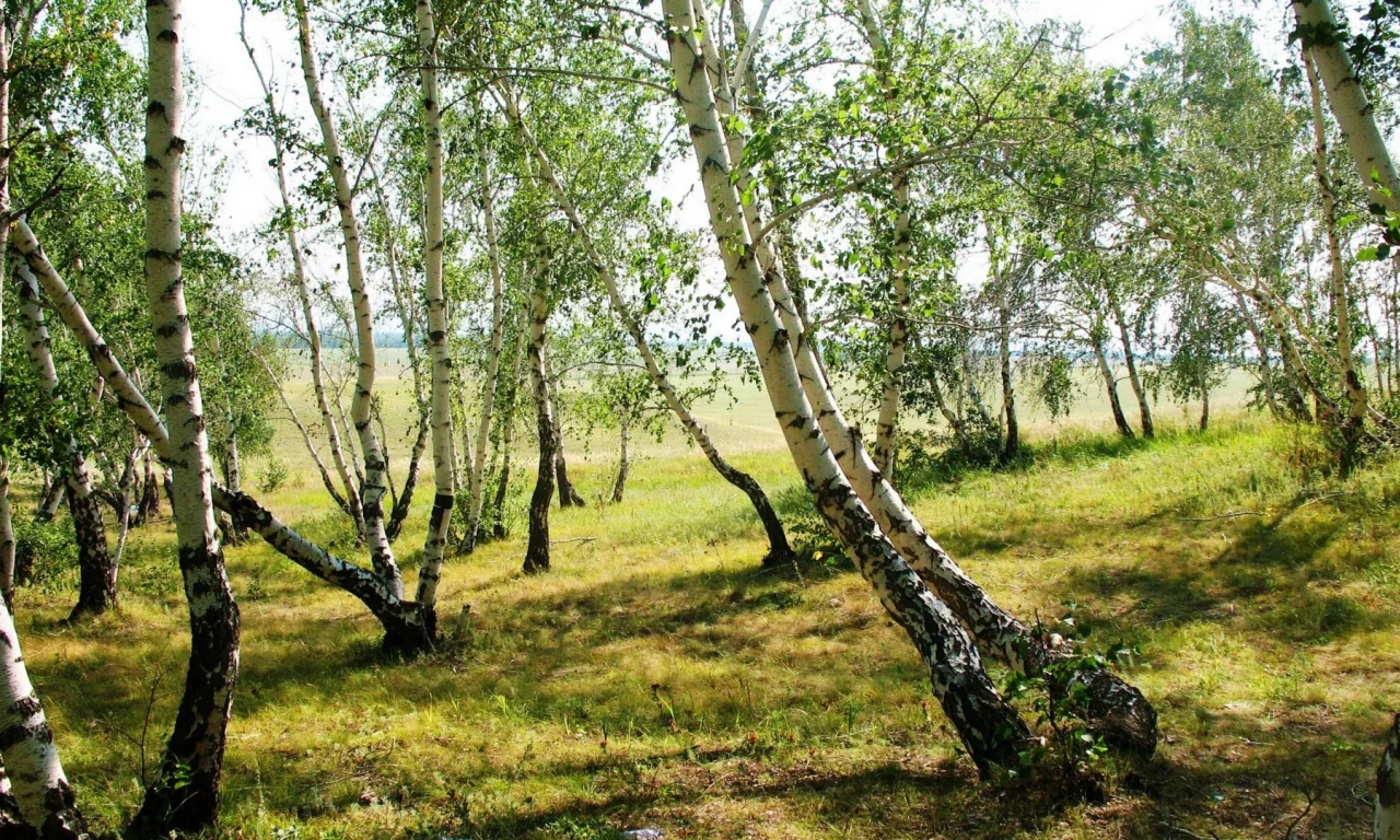 берёзовая роща, пейзаж
