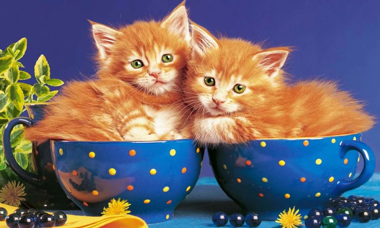 котята рыжие, лежат в кружке