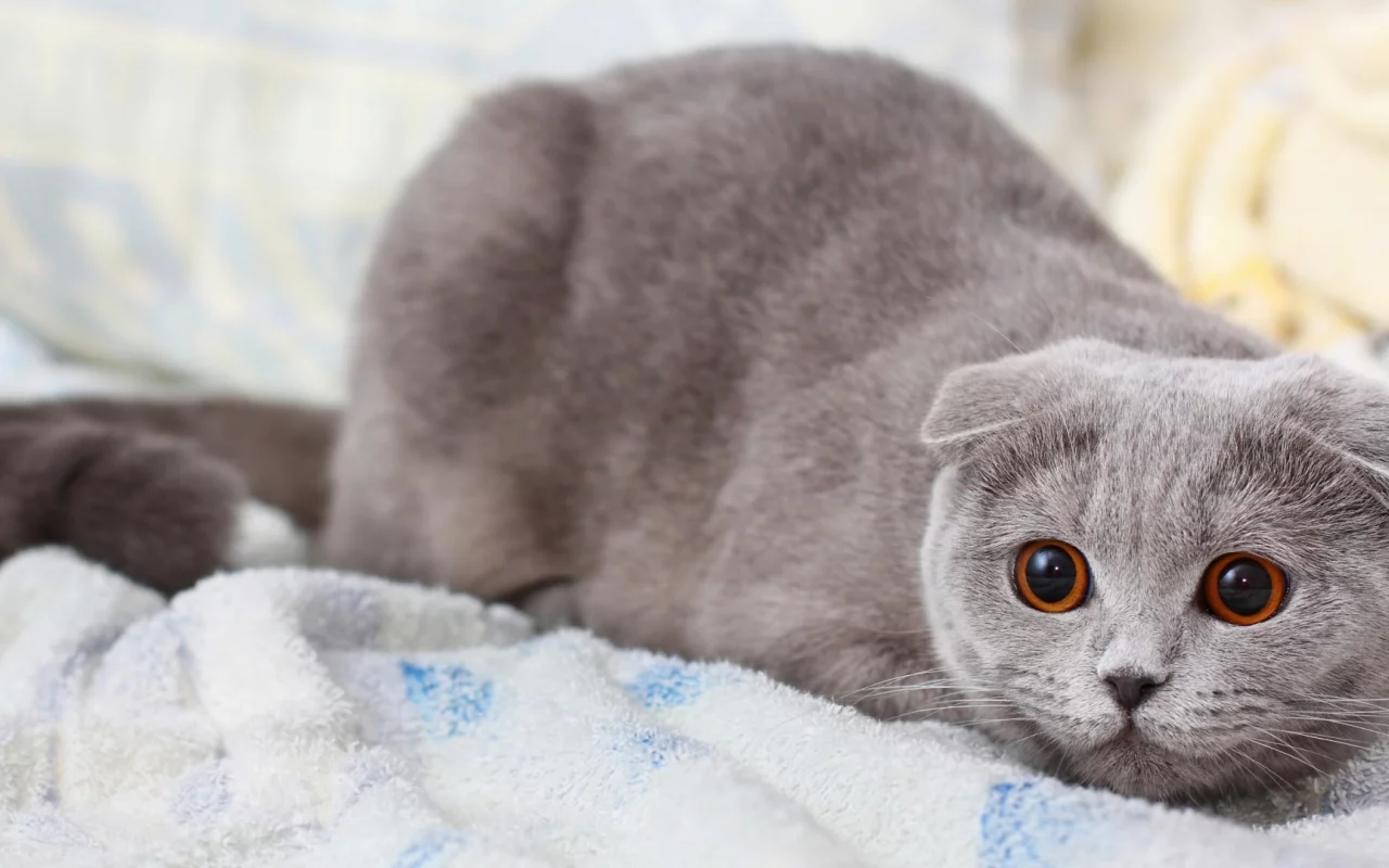 кот, взгляд, шотландский вислоухий