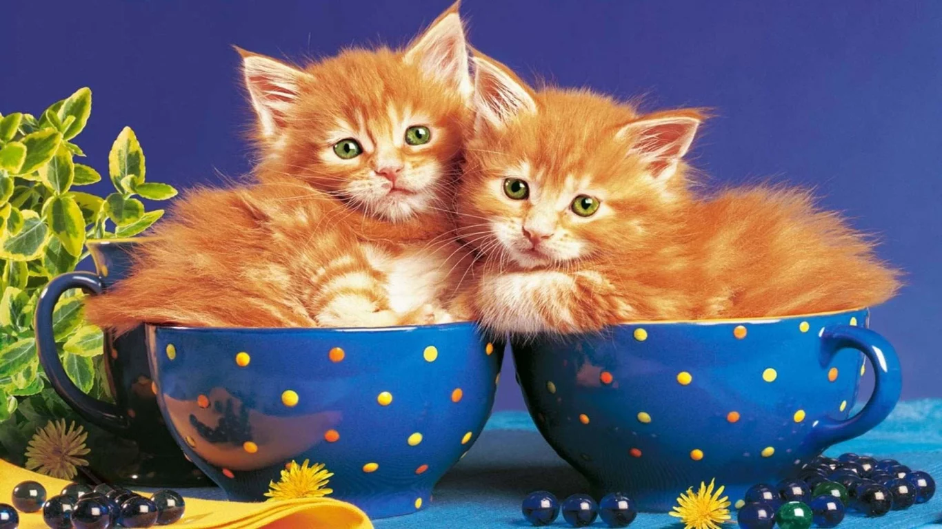 котята рыжие, лежат в кружке