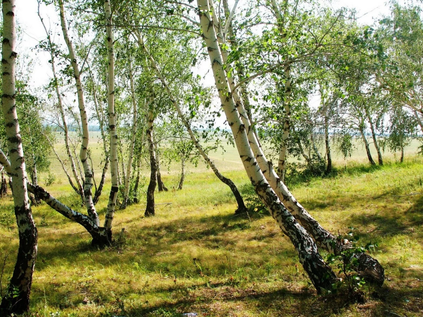 берёзовая роща, пейзаж