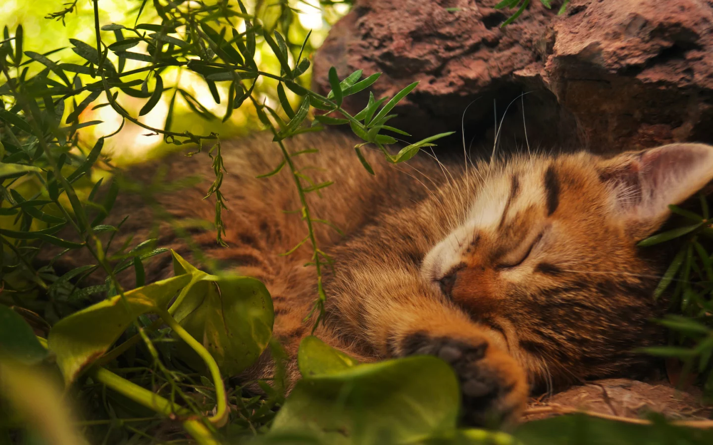 кот, спит в траве