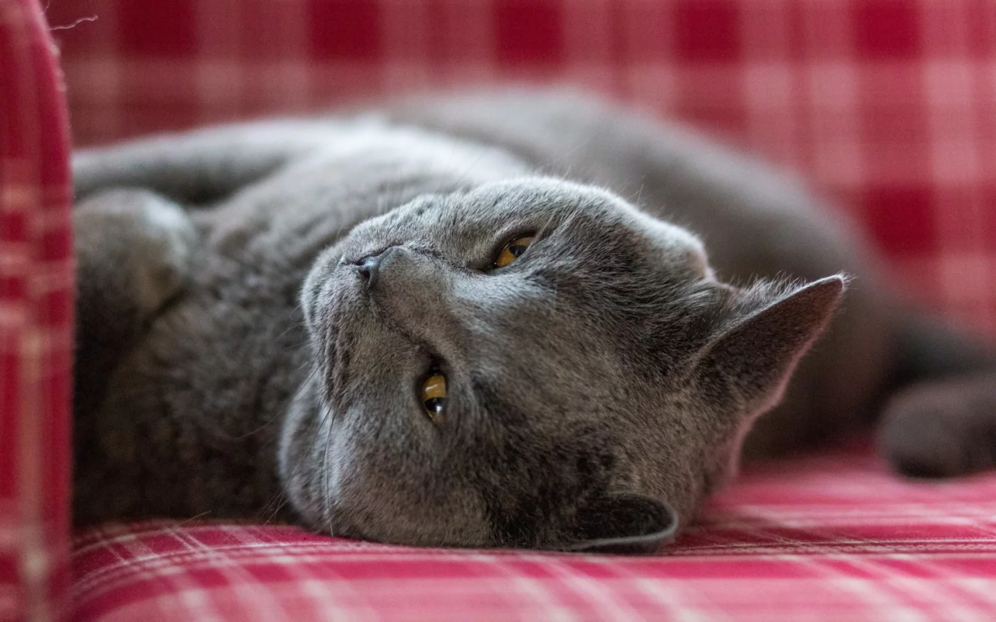 кот, лежит