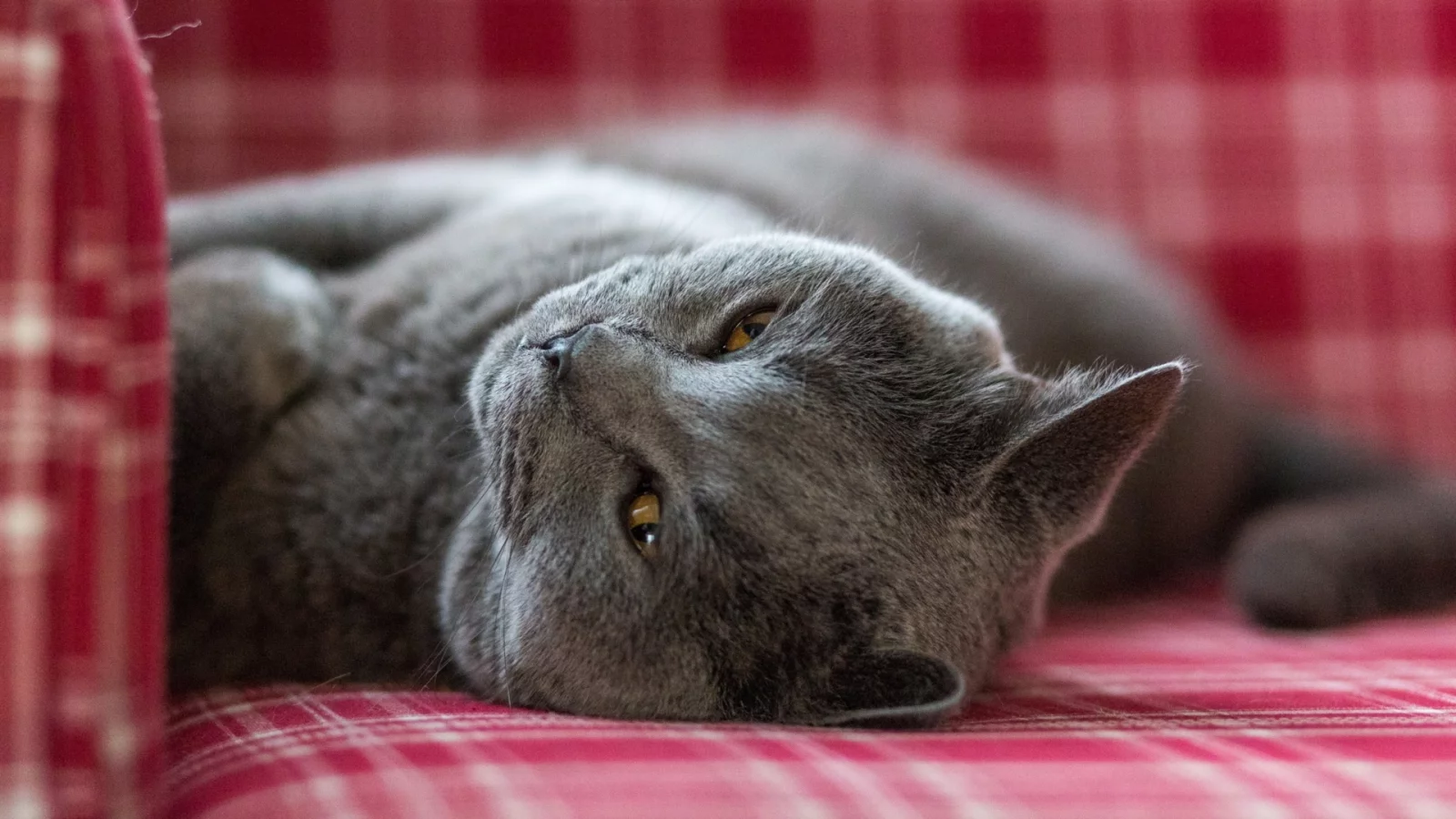 кот, лежит