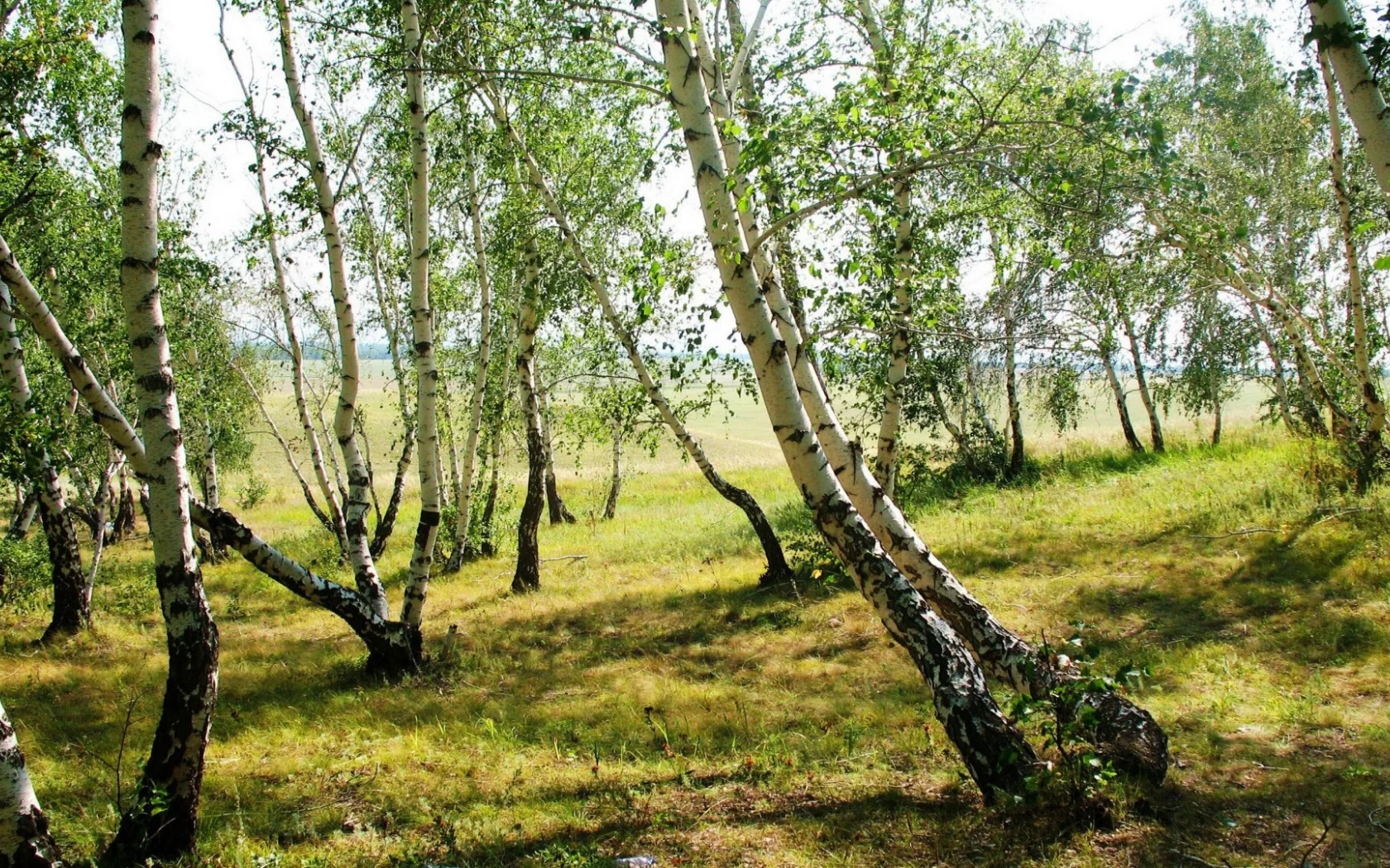 берёзовая роща, пейзаж