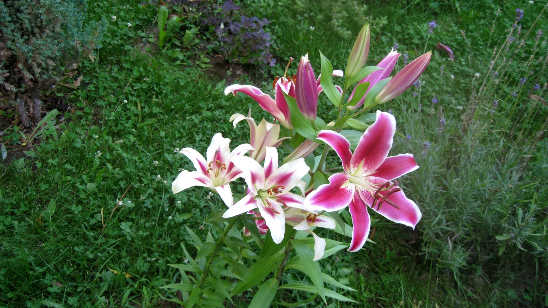 lilii, dve, ryadom