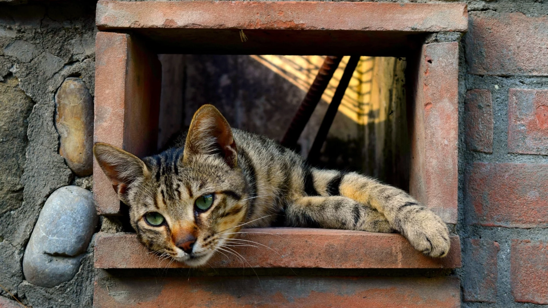 кот, взгляд, лежит