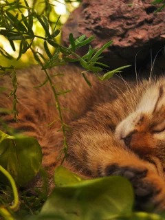 кот, спит в траве