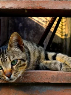 кот, взгляд, лежит