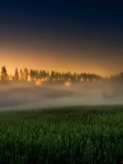 поле, рассвет, утренний туман