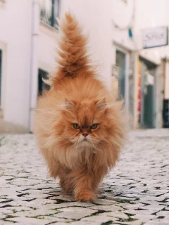 кот рыжий, пушистый