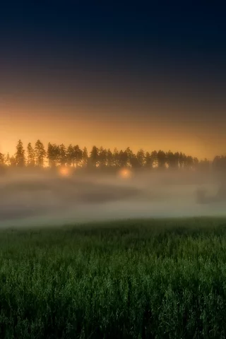 поле, рассвет, утренний туман