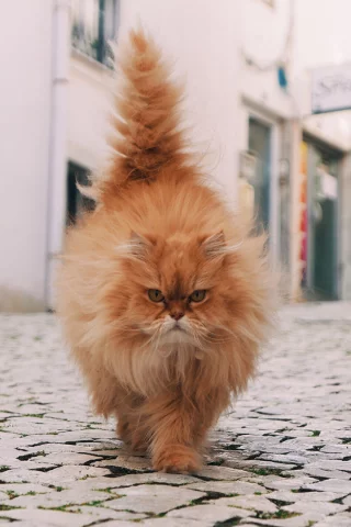 кот рыжий, пушистый