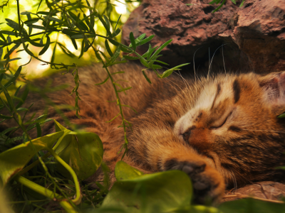 кот, спит в траве