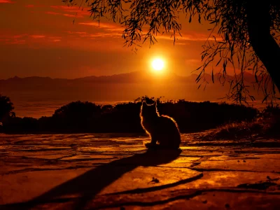 кошка, ночь, луна, природа
