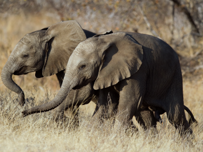 слоны, природа, африка
