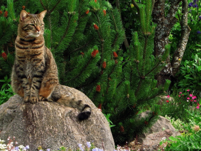 кошка, сидит на камне