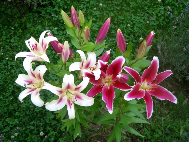 lilii, smeshanniye