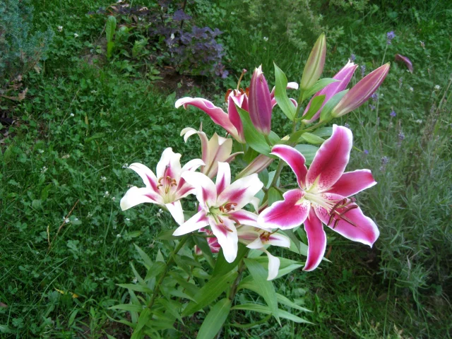 lilii, dve, ryadom