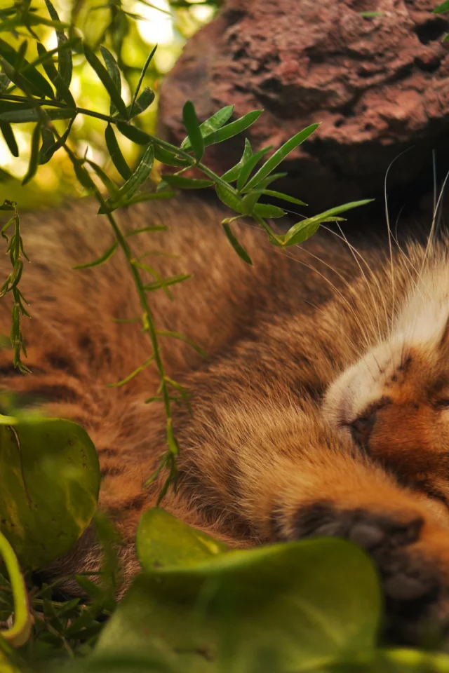 кот, спит в траве