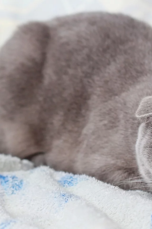 кот, взгляд, шотландский вислоухий