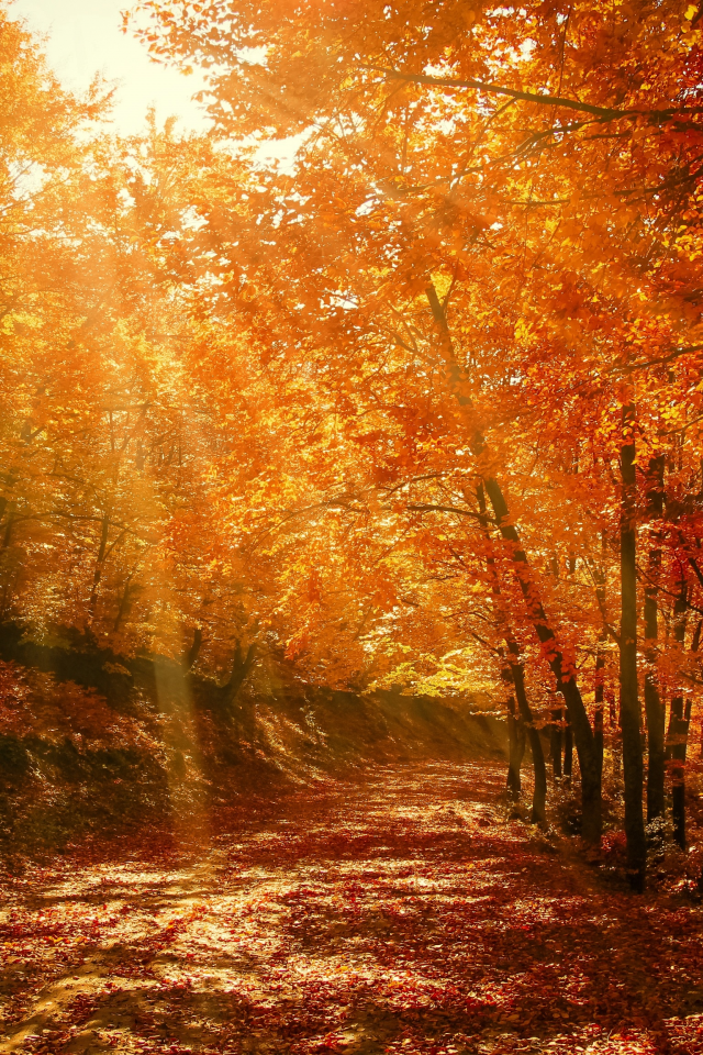 природа, осень, лес, деревья