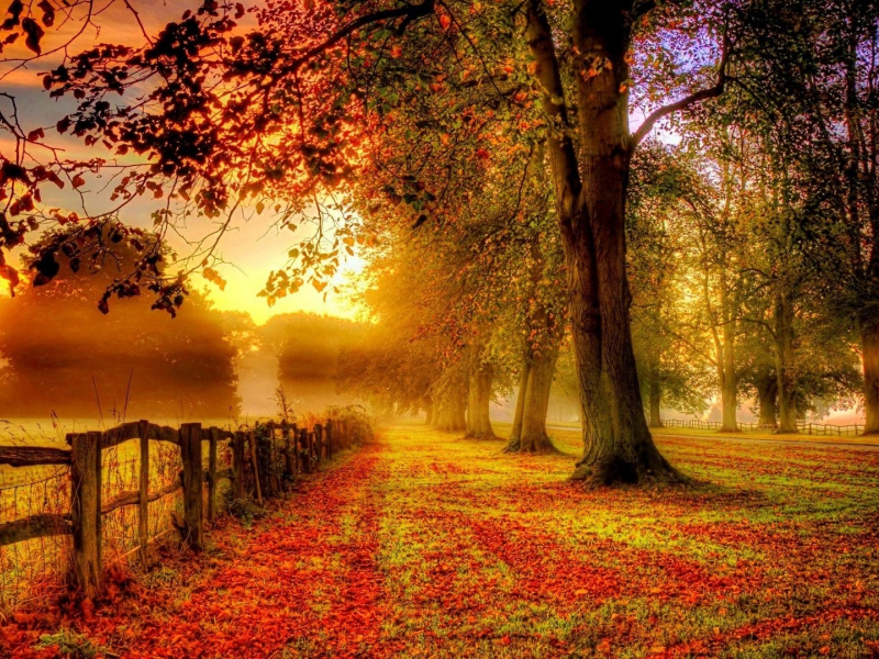 природа, осень, деревья, листья, изгородь