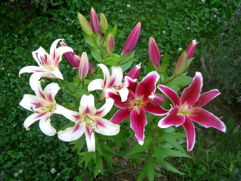 lilii, smeshanniye