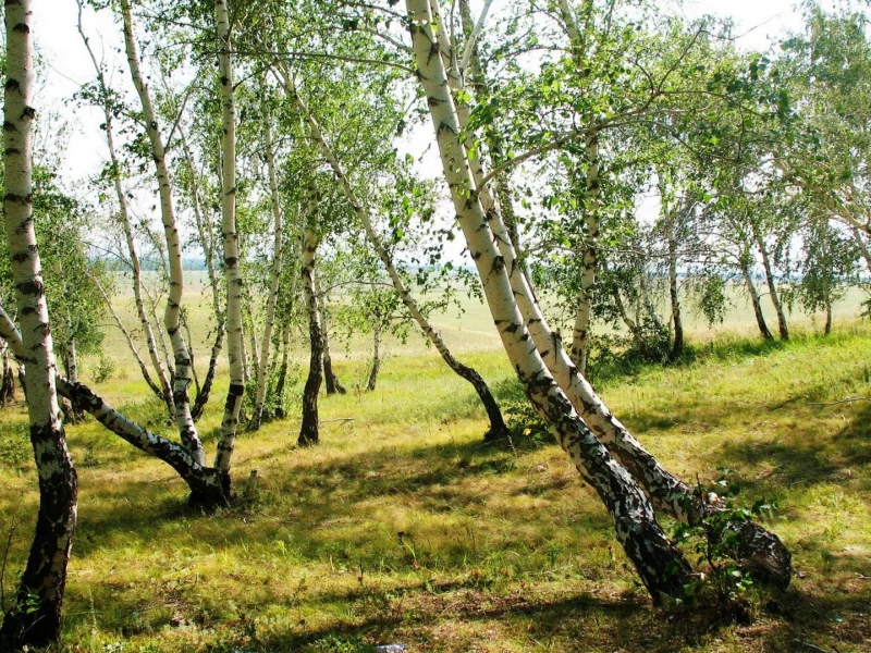 берёзовая роща, пейзаж