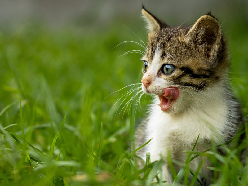 котенок, ммаленький, в траве