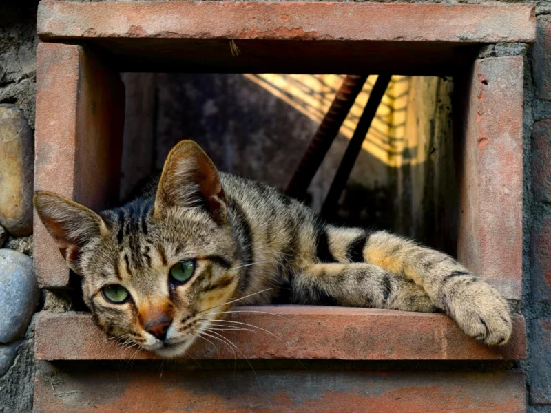 кот, взгляд, лежит