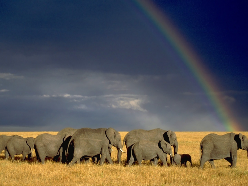 слоны, африка, саванна